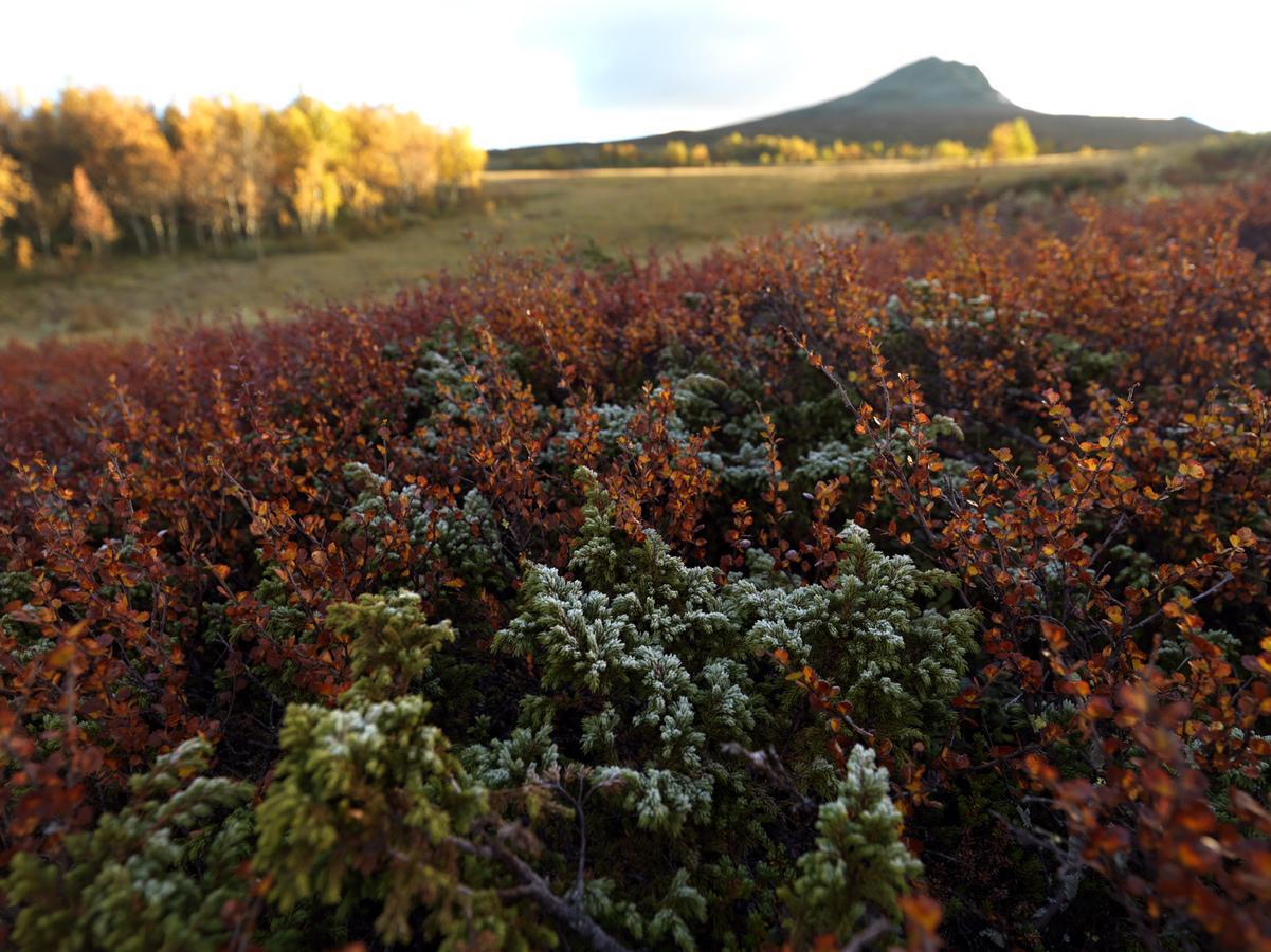 Harahorn Fjellgard 호텔 Grøndalen 외부 사진